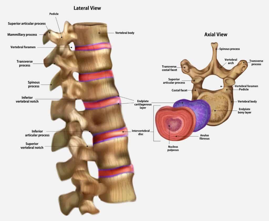 articular pillar lumbar spine