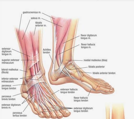University Orthopedics - Foot and Ankle Exercises